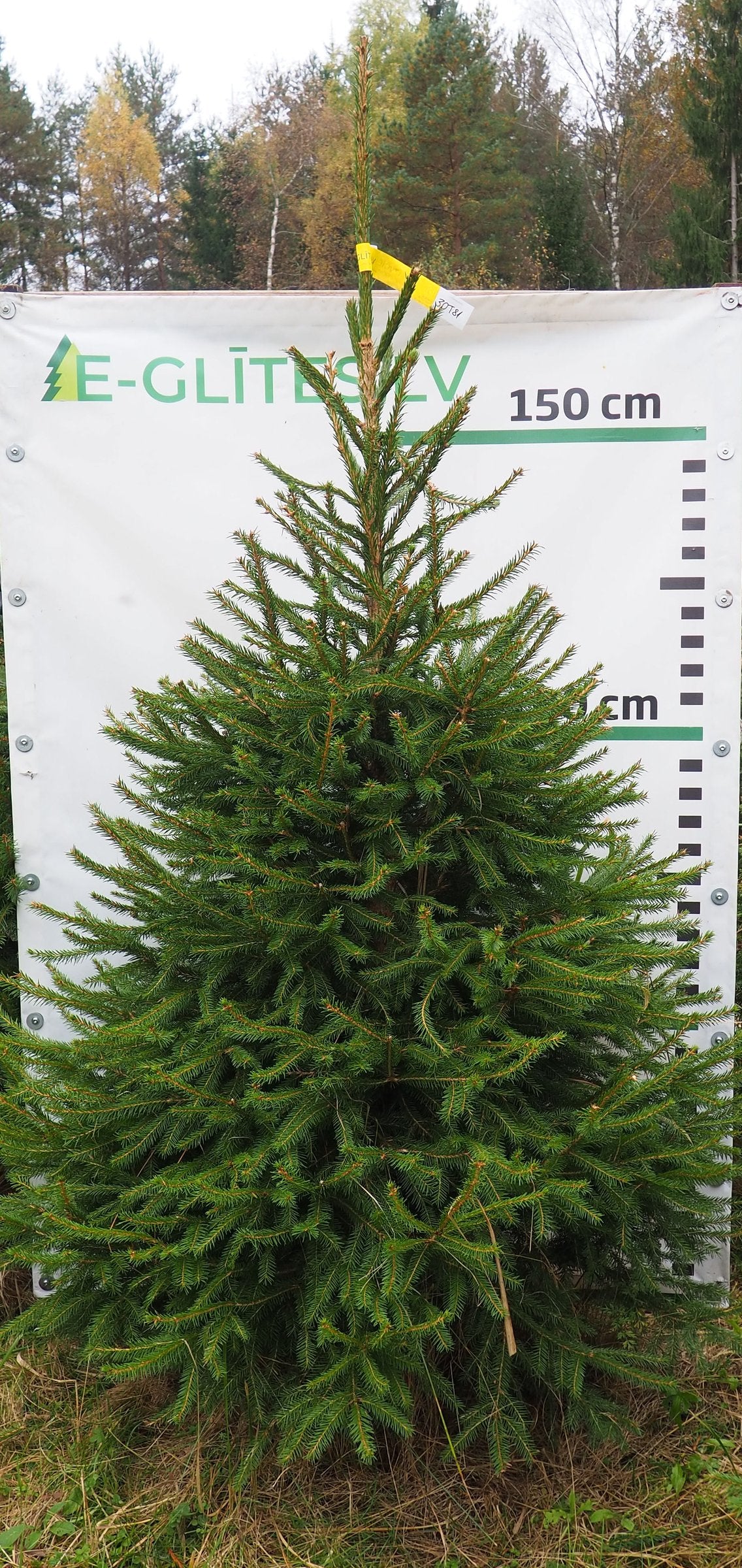 Egle 30T81, garums 2.00m