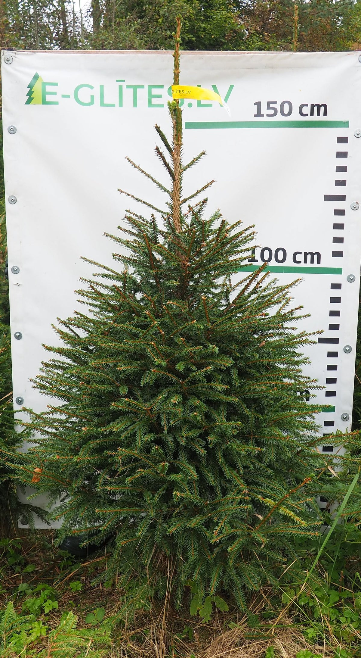 Egle 30T82, garums 1.75m