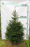 Egle 31T85, garums 1.25m