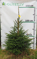 Egle 31T86, garums 1.25m
