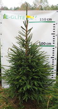 Egle 32T83, garums 1.75m