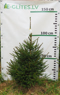 Egle 33T87, garums 1.25m