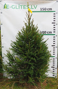 Egle 33T88, garums 1.50m