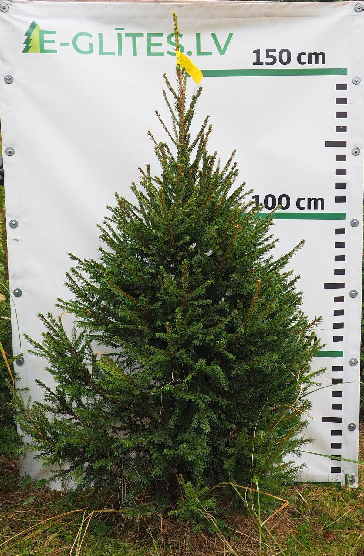 Egle 33T88, garums 1.50m