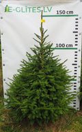 Egle 33T89, garums 1.50m