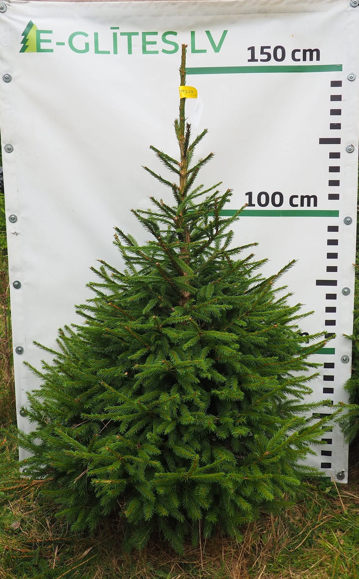 Egle 33T89, garums 1.50m