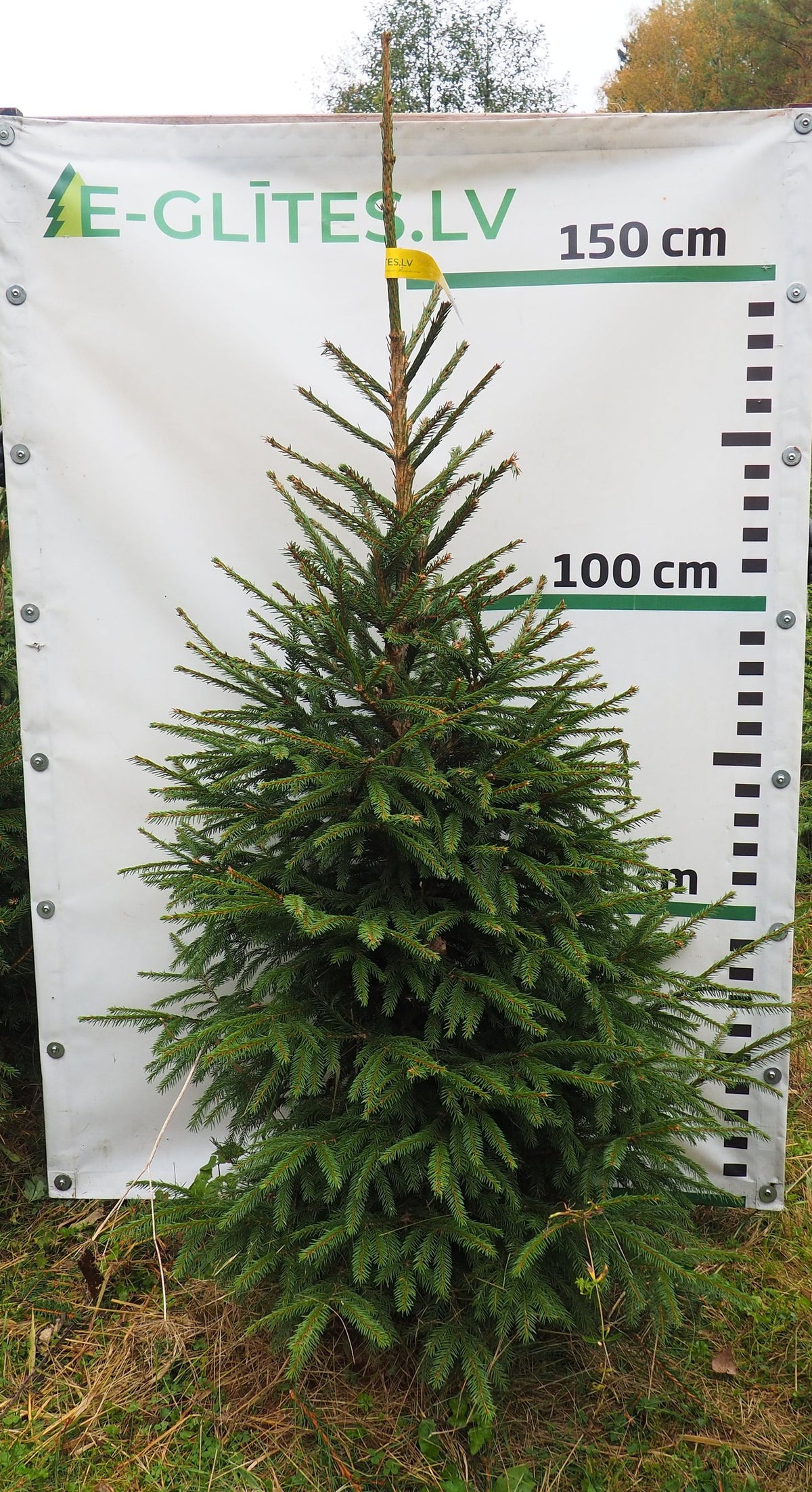 Egle 34T90, garums 1.50m