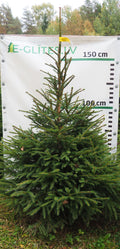 Egle 34T91, garums 1.75m