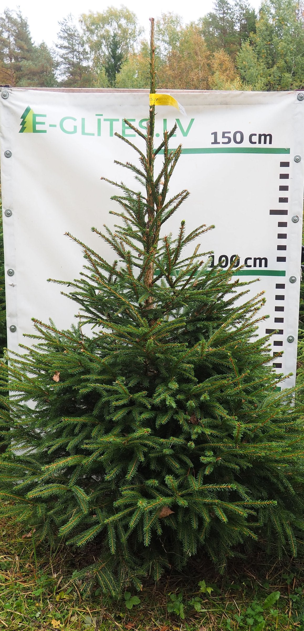 Egle 34T91, garums 1.75m