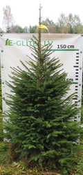 Egle 35T92, garums 2.00m