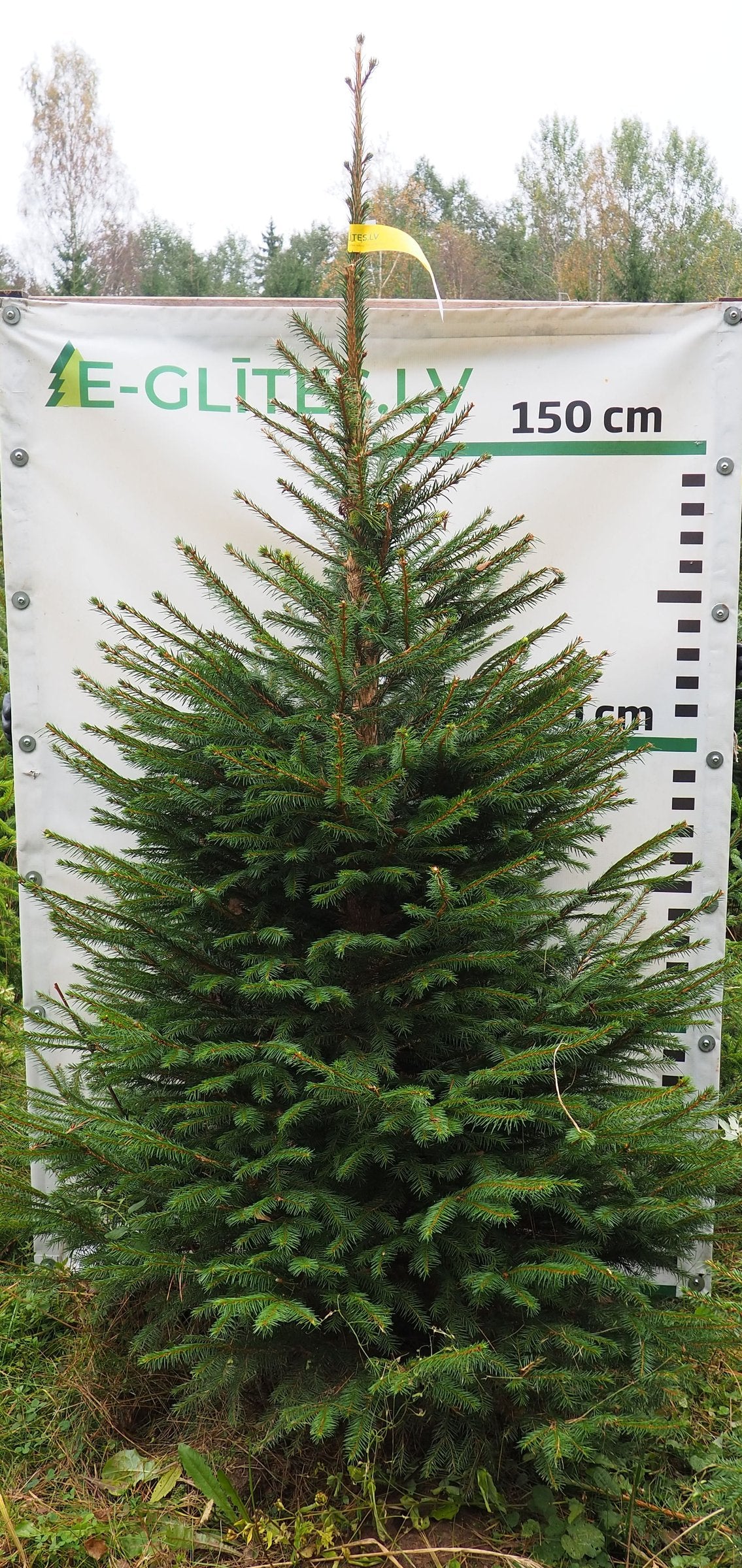 Egle 35T92, garums 2.00m
