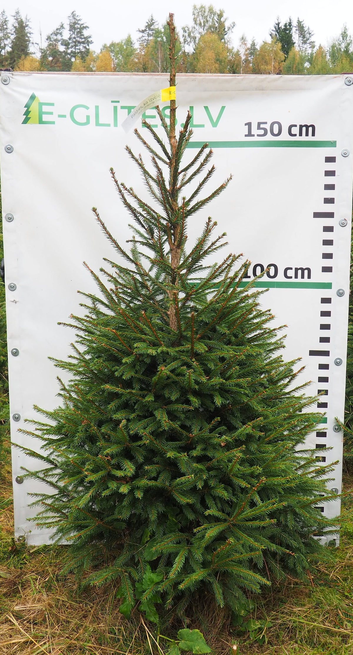 Egle 35T94, garums 1.75m