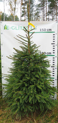 Egle 35T96, garums 2.00m