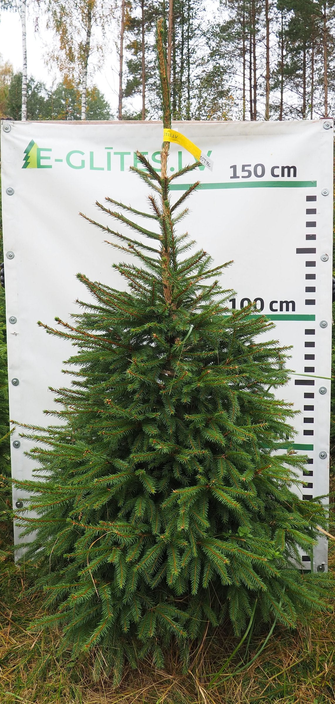 Egle 35T96, garums 2.00m