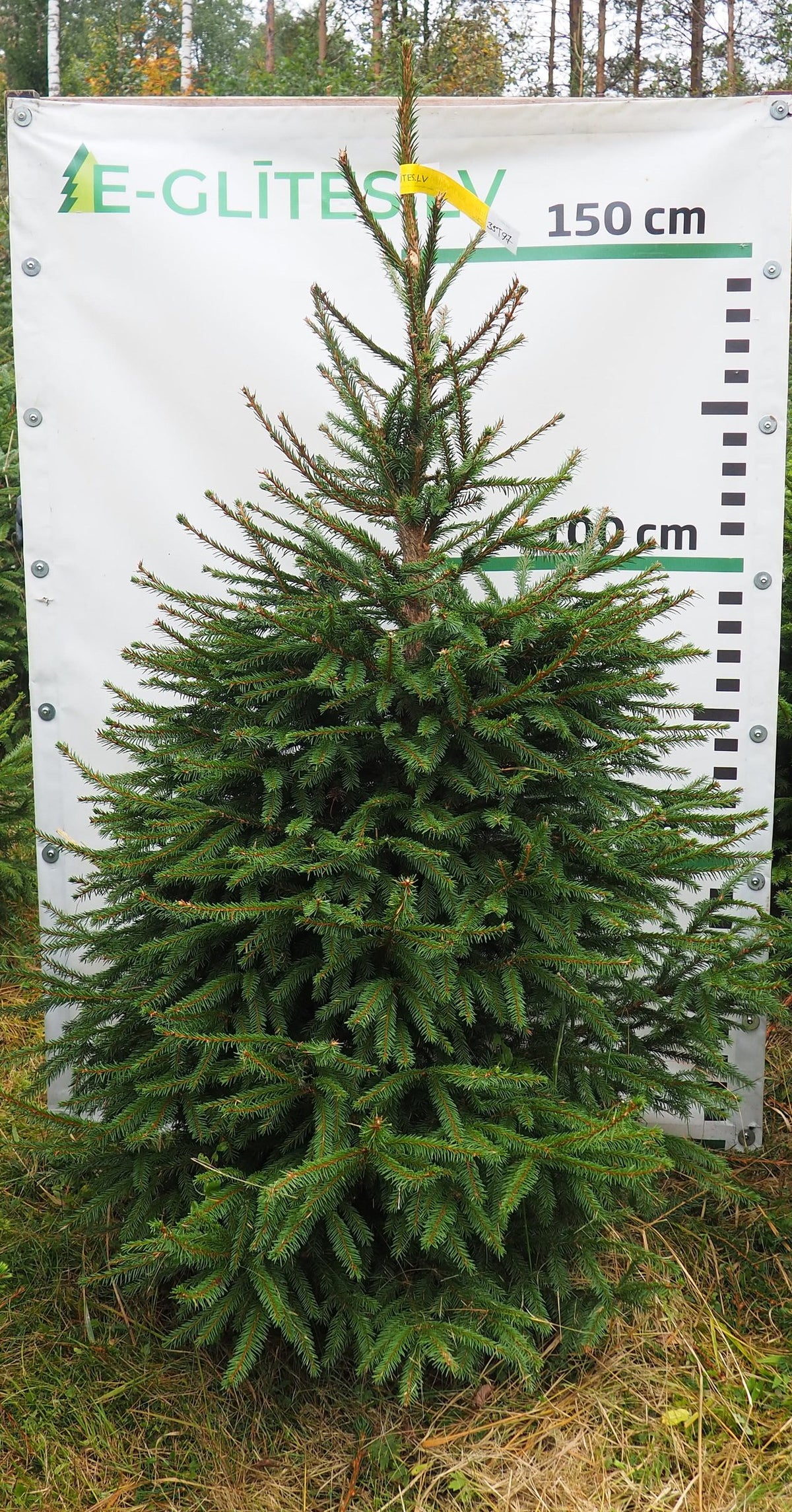 Egle 35T97, garums 1.50m