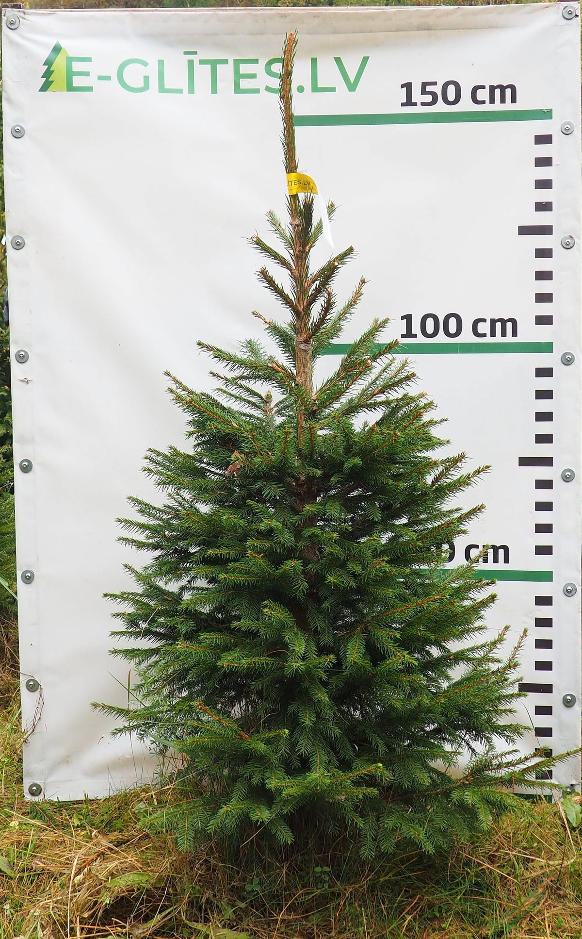 Egle 36T93, garums 1.50m