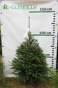 Egle 36T95, garums 1.25m