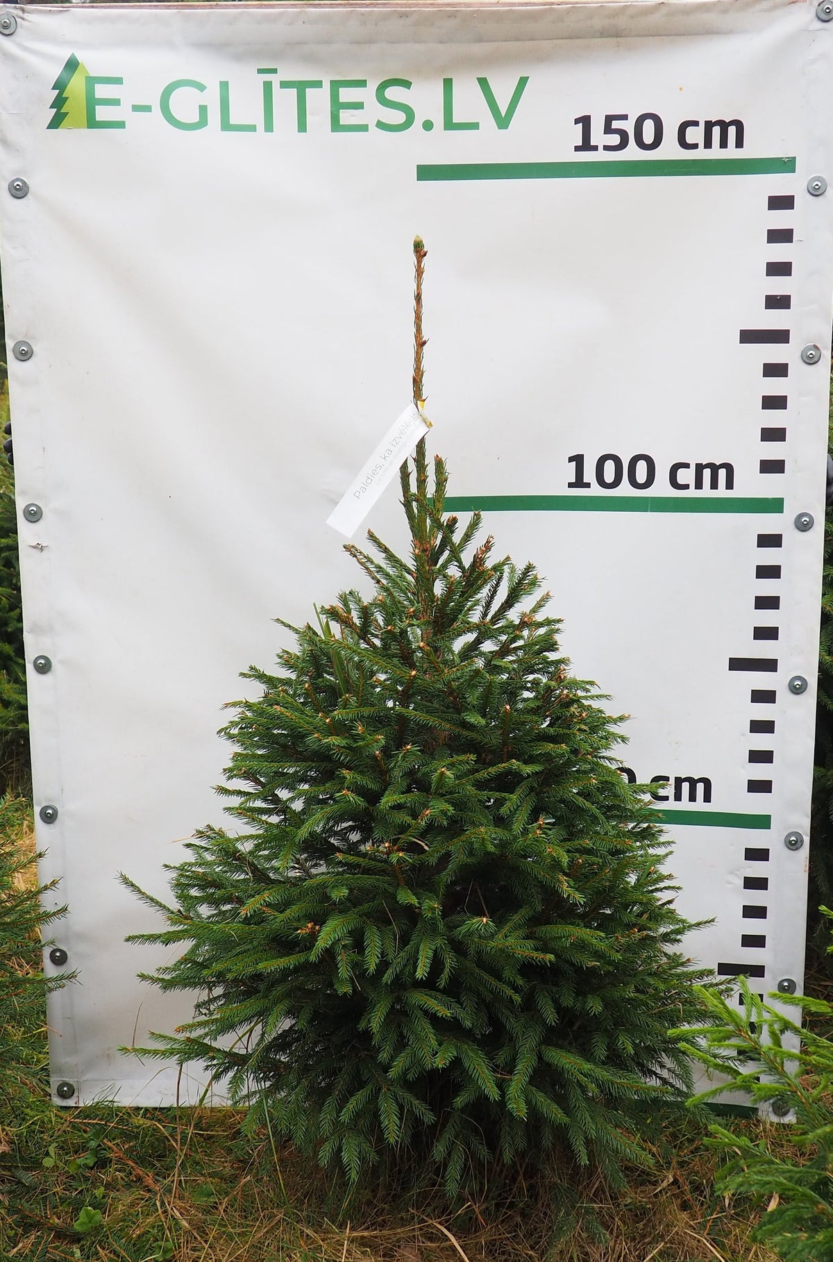 Egle 36T95, garums 1.25m