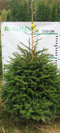 Egle 37T98, garums 2.00m
