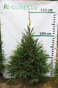 Egle 38T102, garums 1.25m
