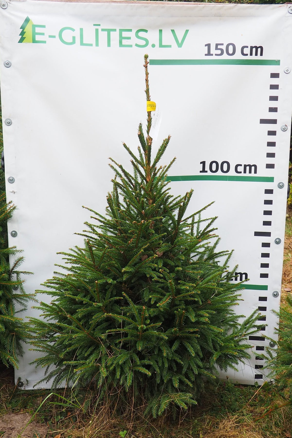 Egle 38T102, garums 1.25m
