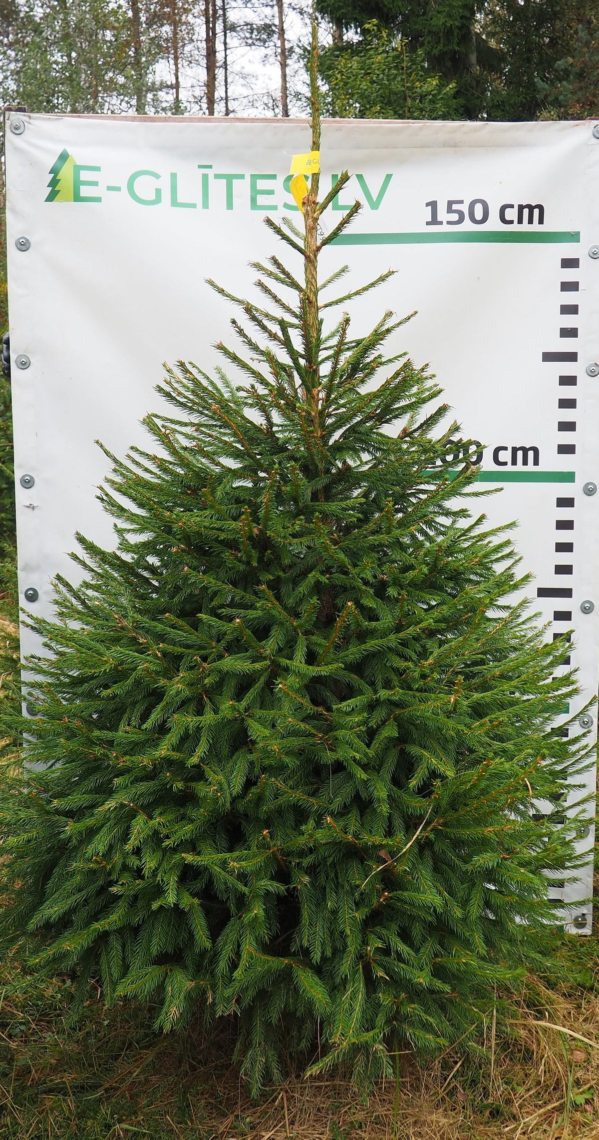 Egle 38T99, garums 1.75m