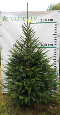 Egle 39T103, garums 1.75m