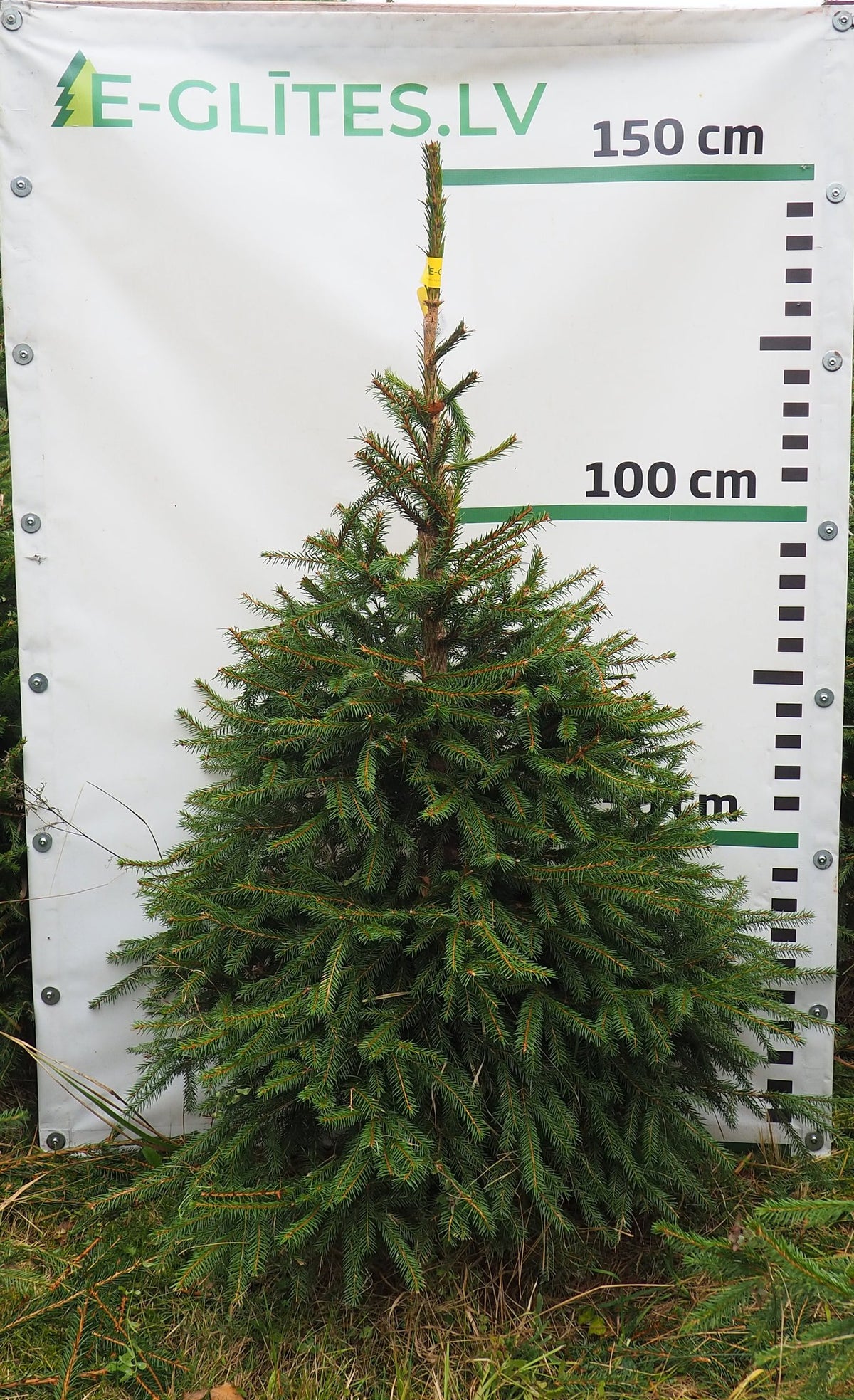 Egle 39T104, garums 1.25m