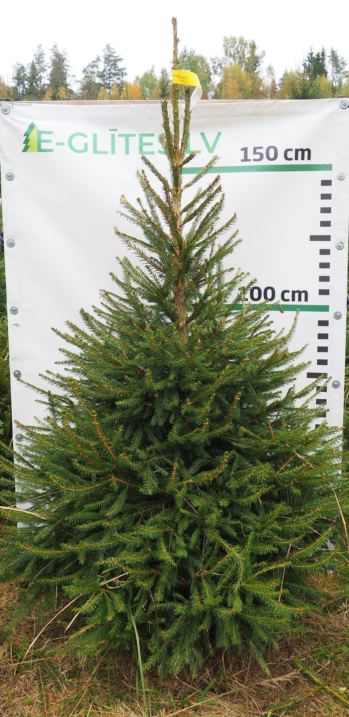 Egle 39T106, garums 1.75m
