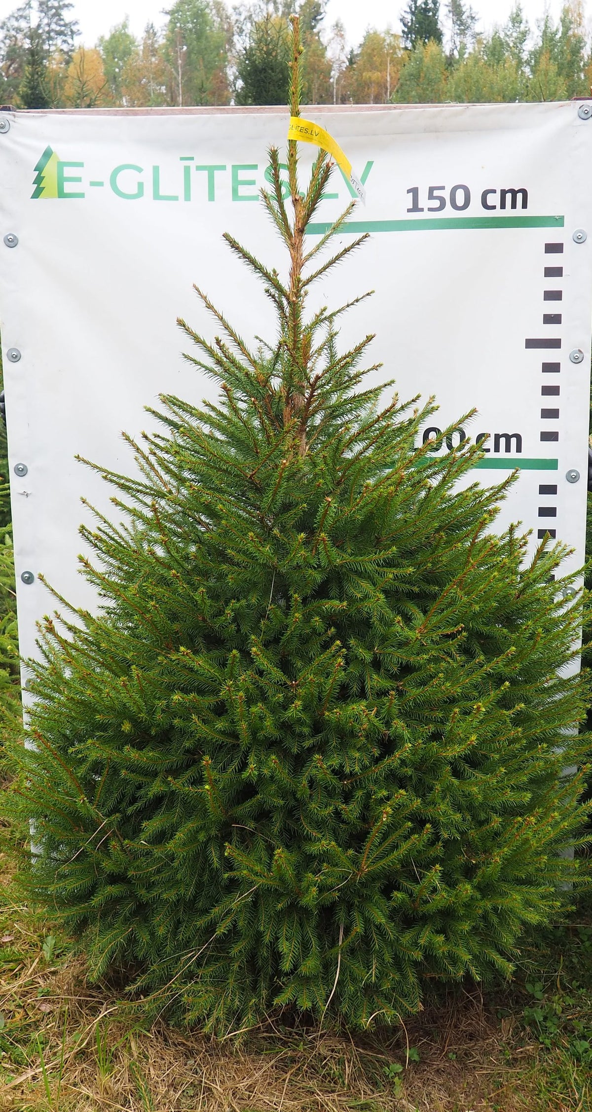 Egle 39T107, garums 1.75m