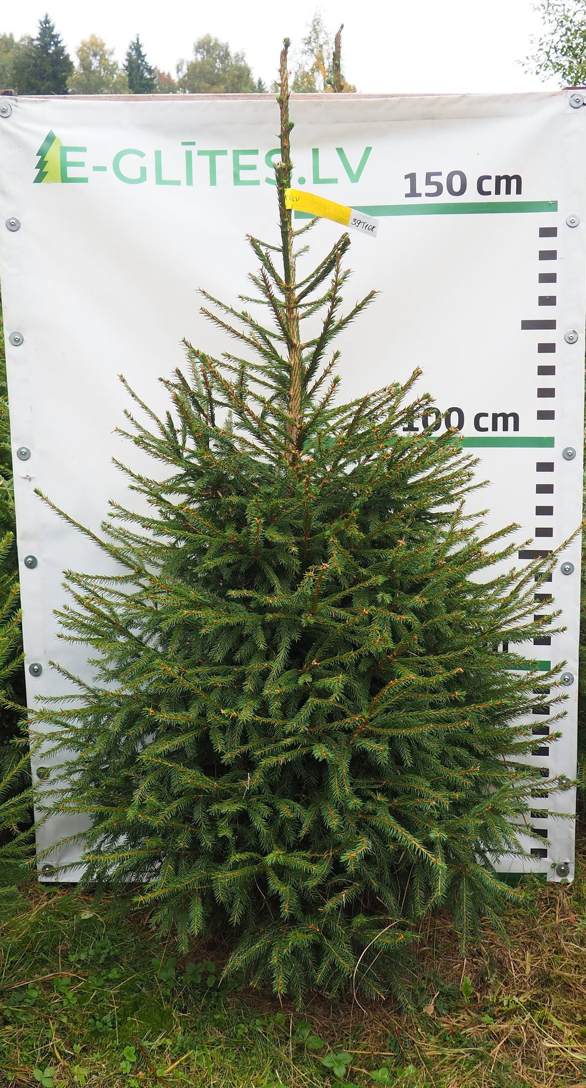 Egle 39T108, garums 1.75m