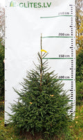 Egle 3B2, garums 2.00m