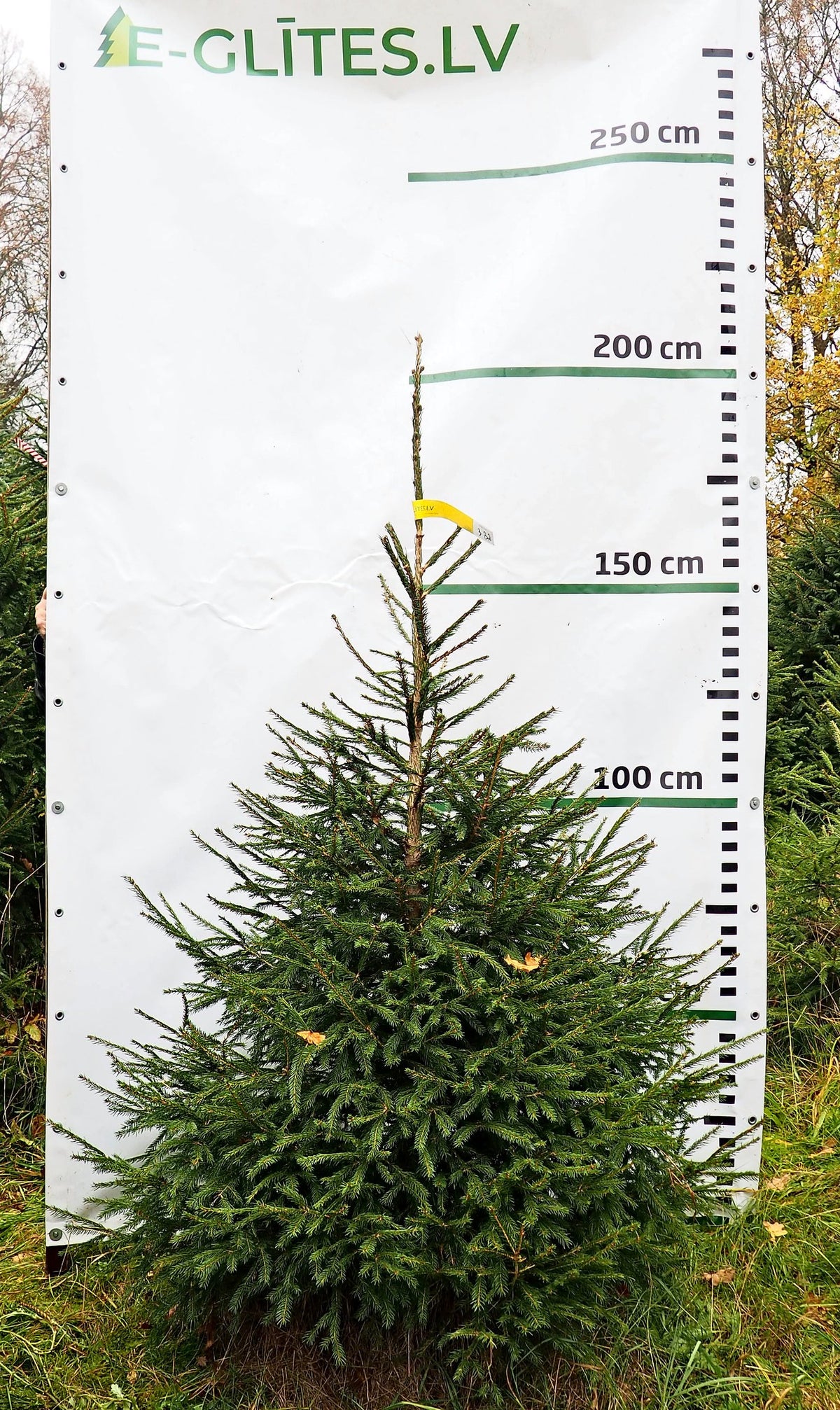 Egle 3B2, garums 2.00m