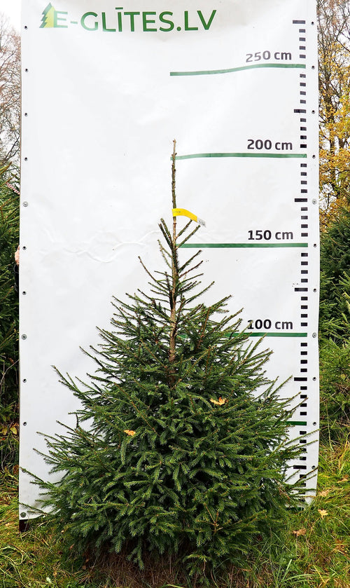 Egle 3B2, garums 2.00m