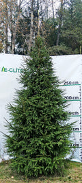 Egle 3D6, garums 3.00m