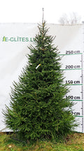 Egle 3D9, garums 3.50m