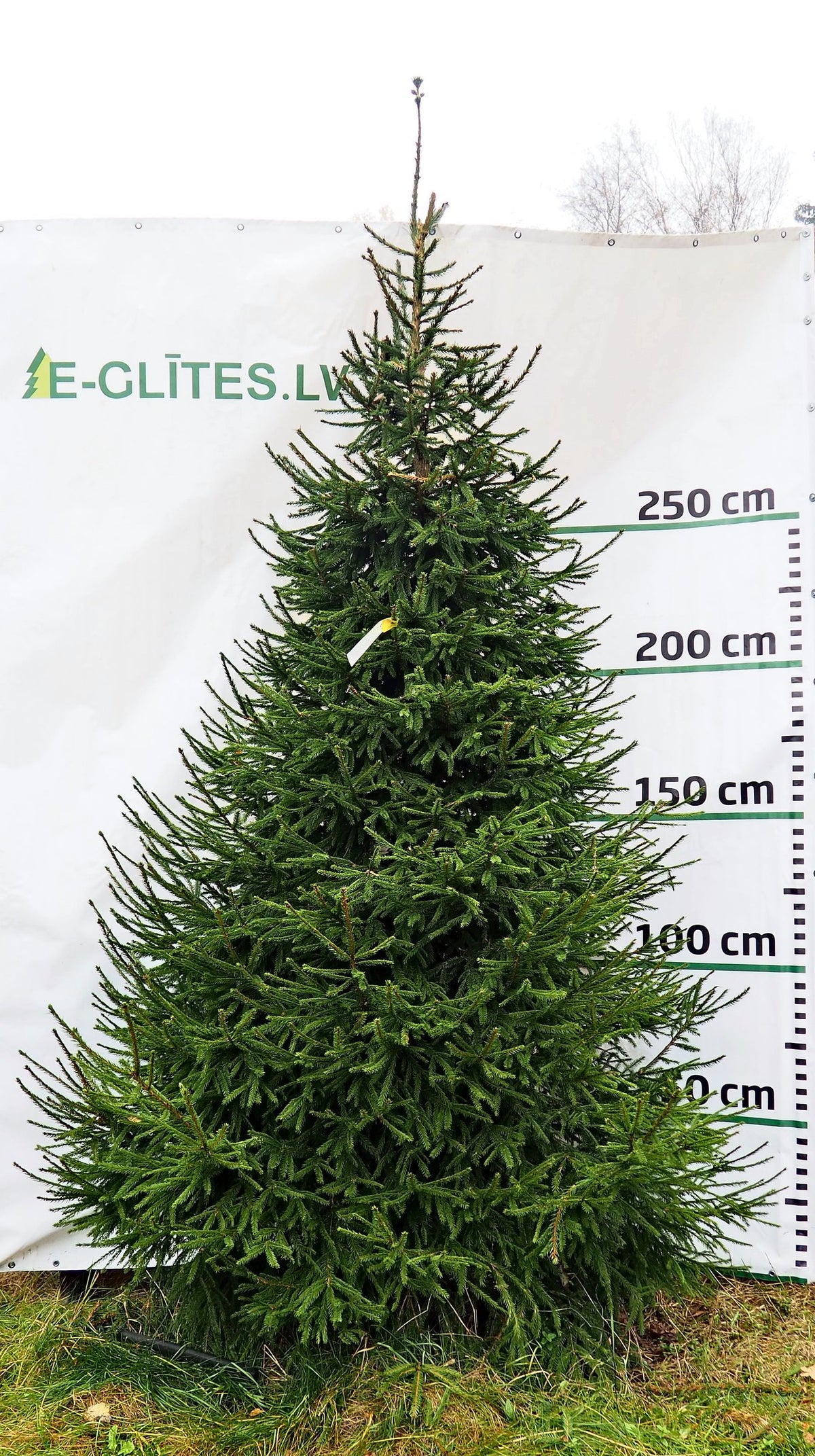 Egle 3D9, garums 3.50m