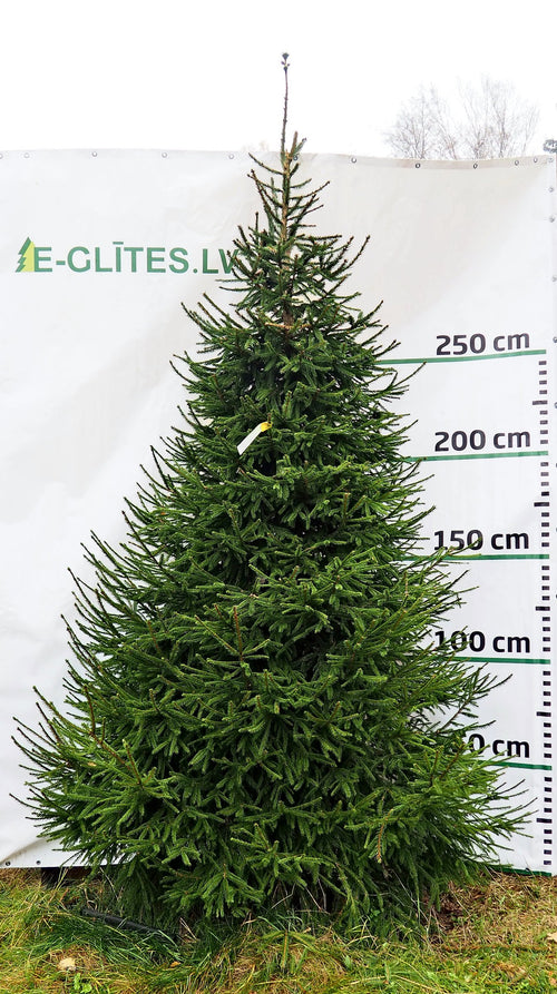 Egle 3D9, garums 3.50m