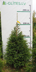 Egle 3H5, garums 1.75m