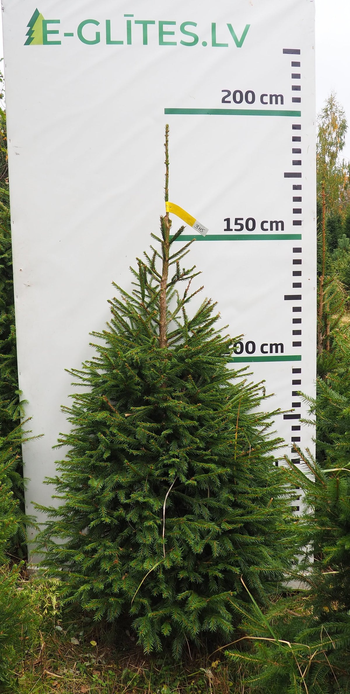 Egle 3H5, garums 1.75m