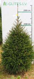 Egle 3H6, garums 2.00m