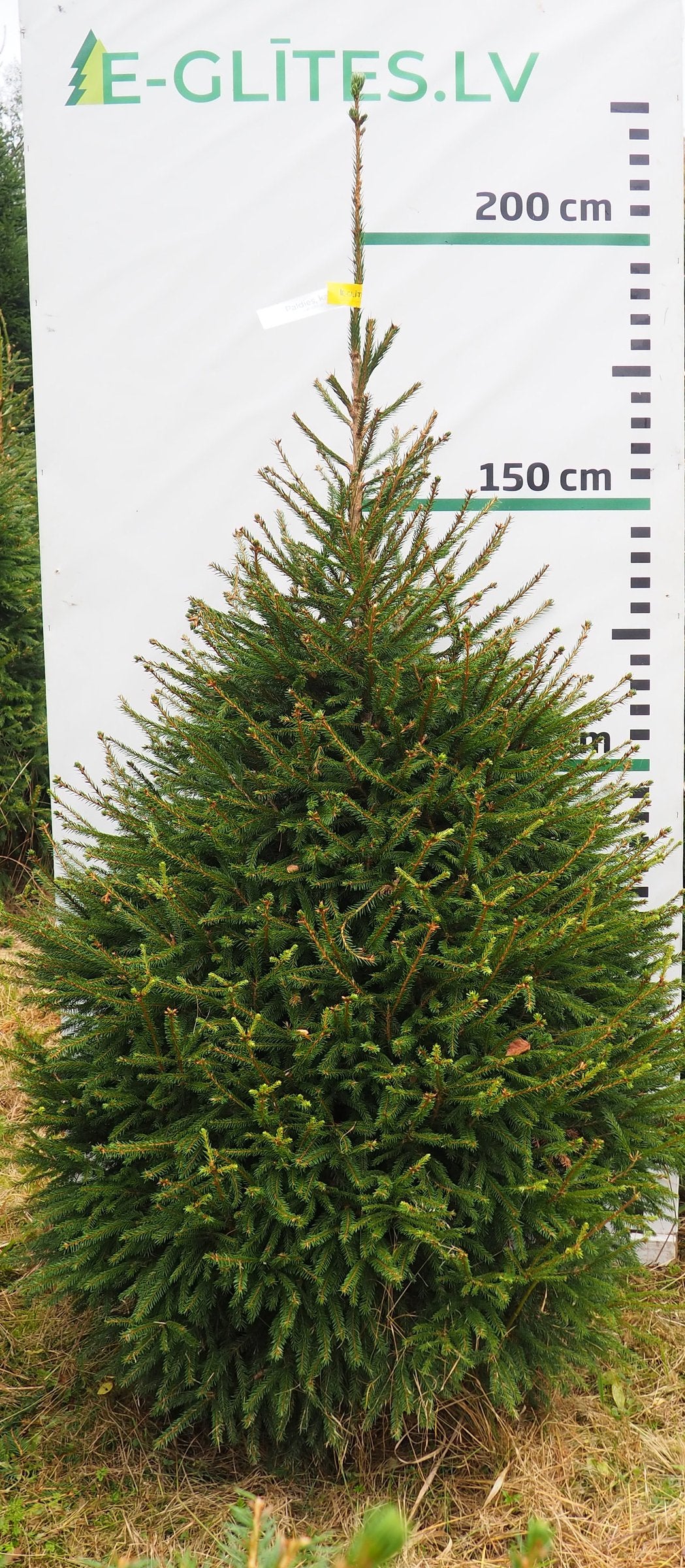 Egle 3H6, garums 2.00m