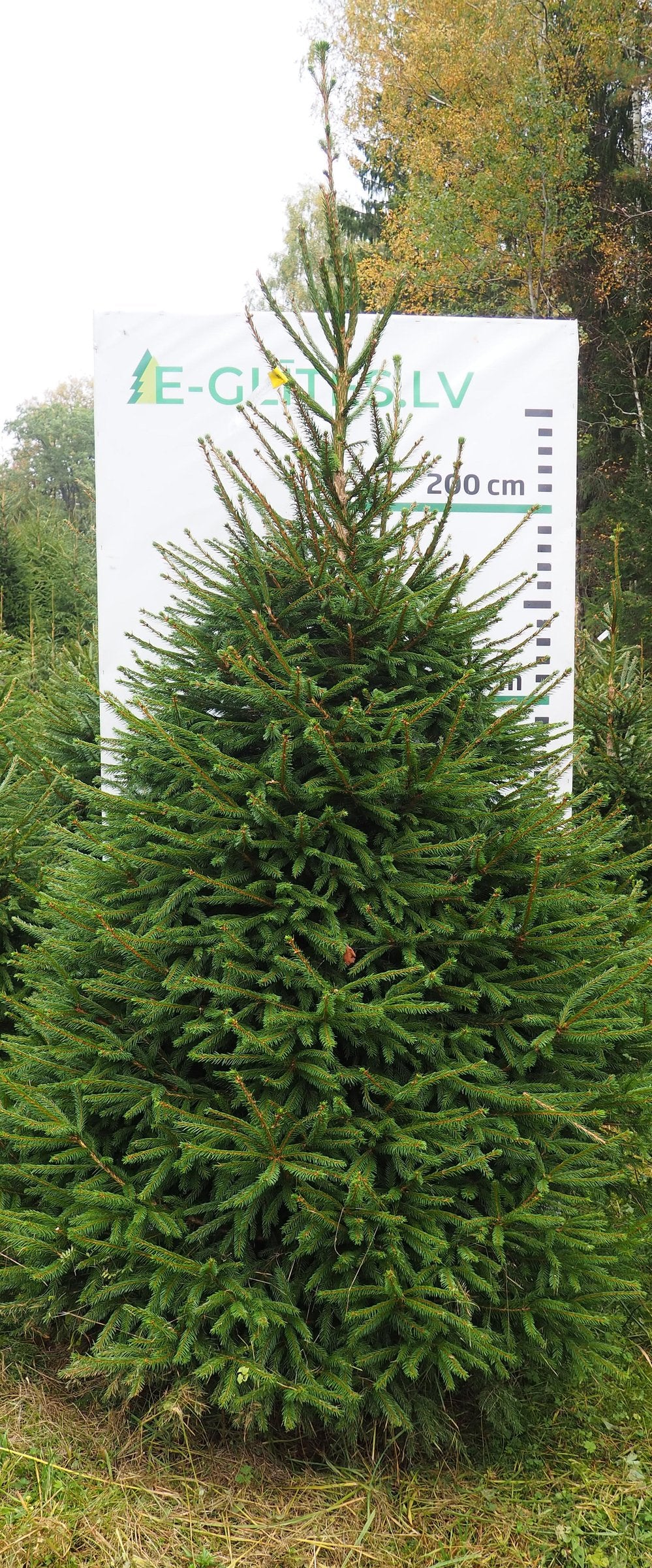 Egle 3HB12, garums 3.00m