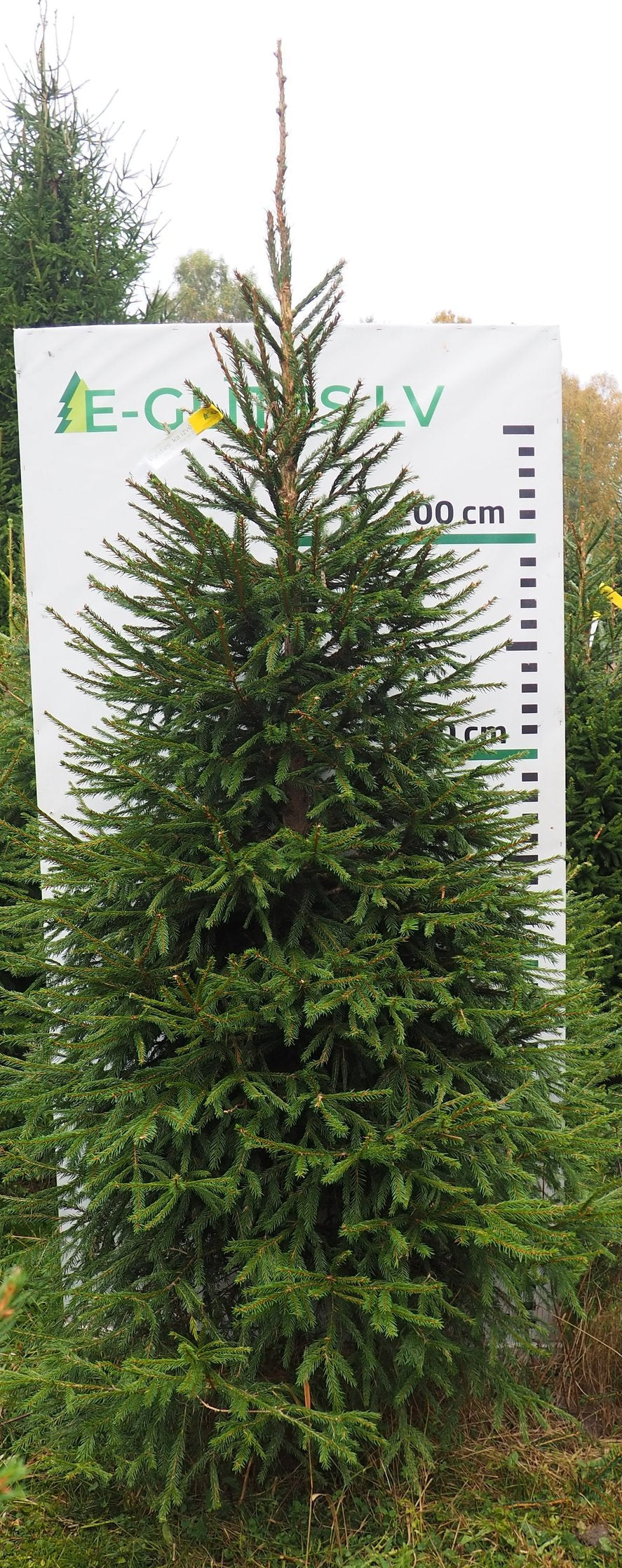 Egle 3HB13, garums 2.50m