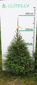 Egle 3HB14, garums 1.75m