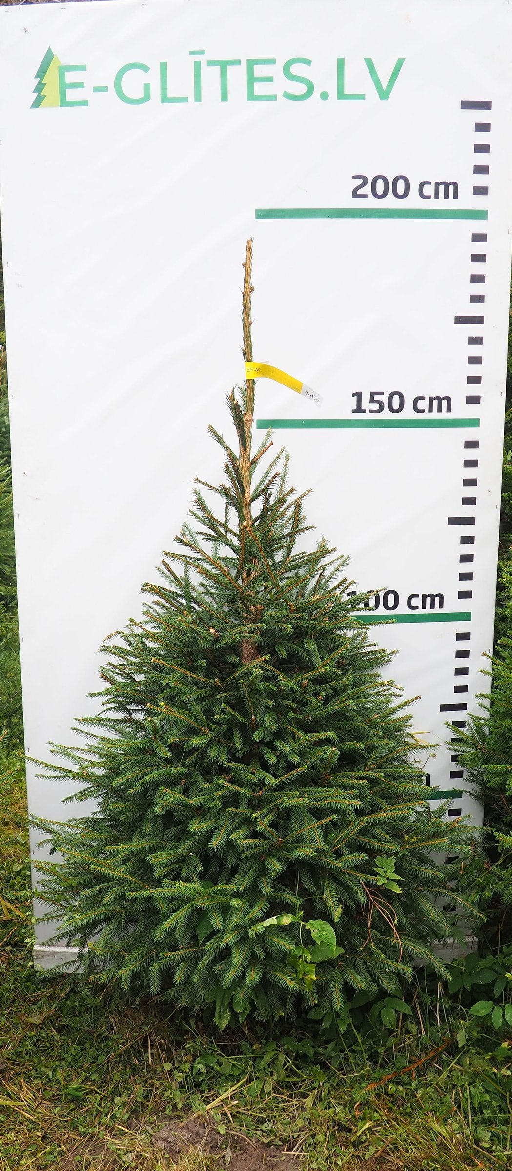 Egle 3HB14, garums 1.75m