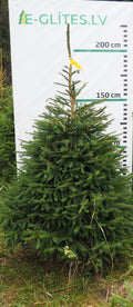 Egle 3HB16, garums 2.00m
