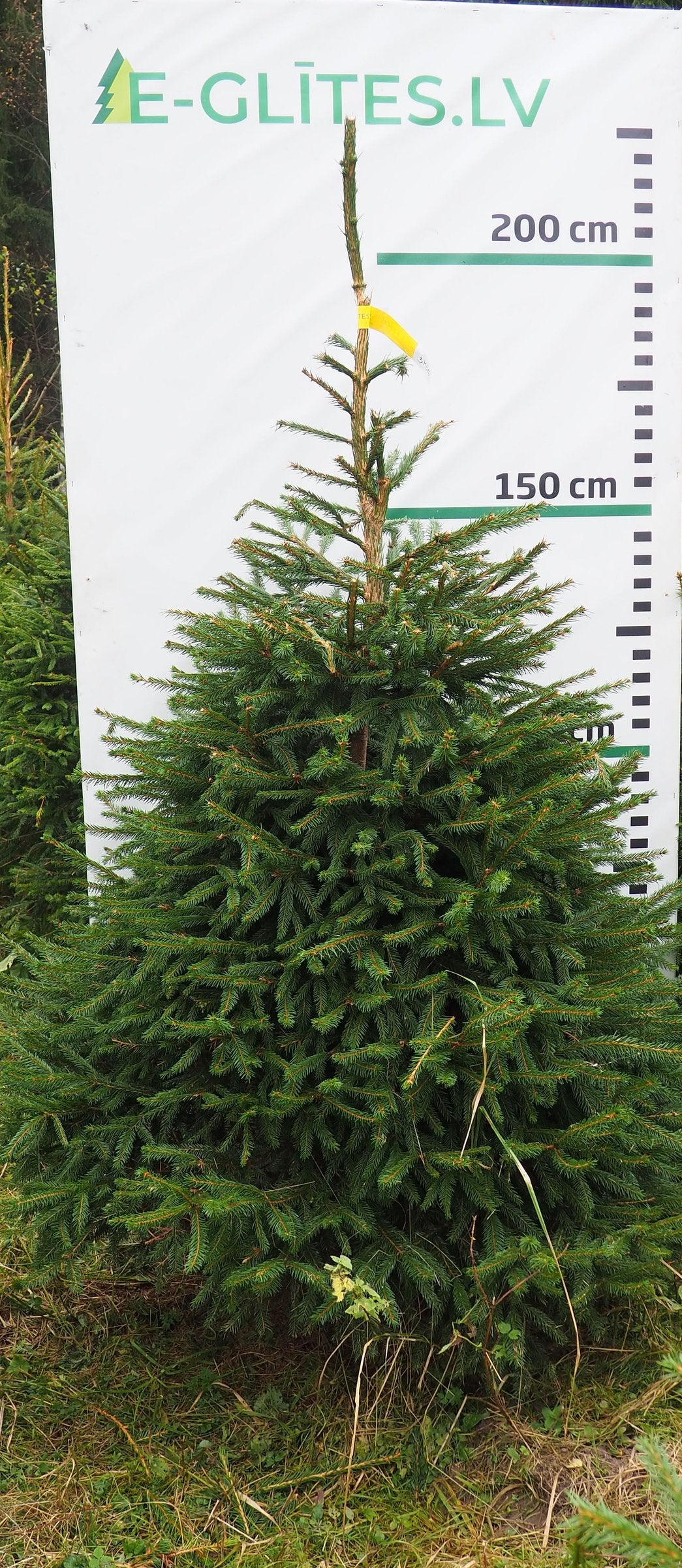 Egle 3HB16, garums 2.00m