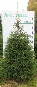 Egle 3HB17, garums 2.50m