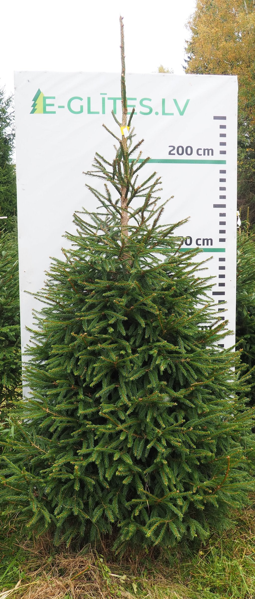 Egle 3HB17, garums 2.50m